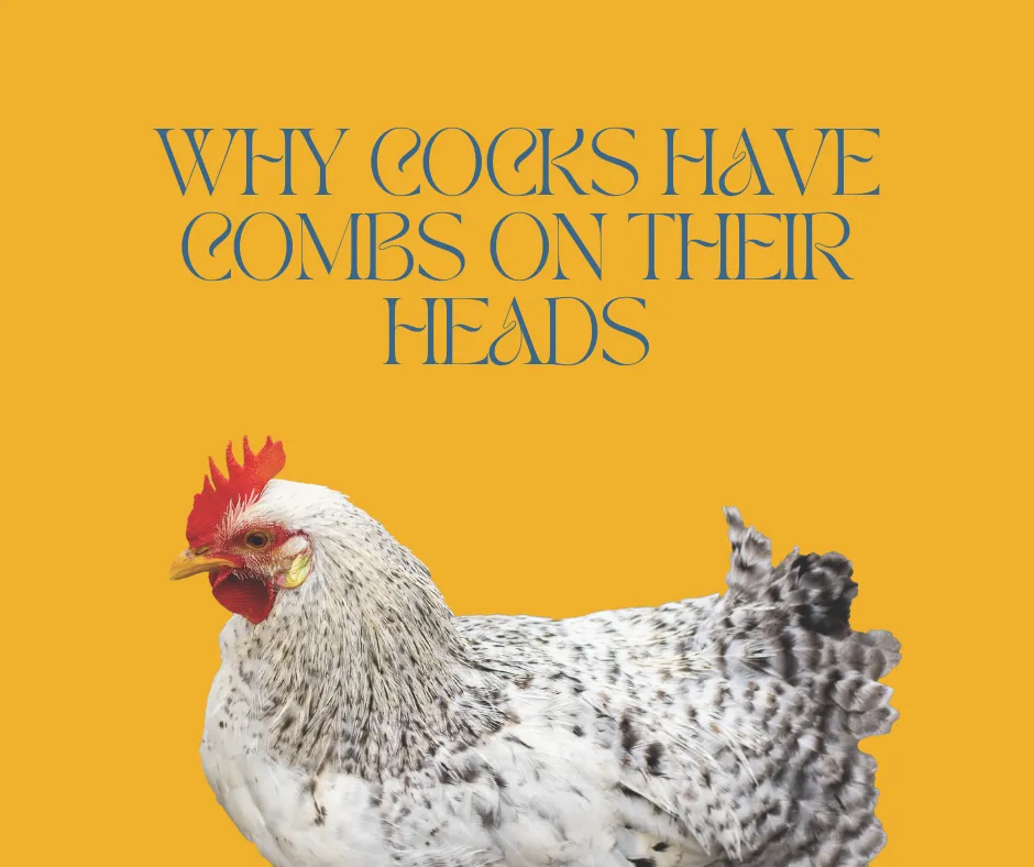 Why Cocks have Combs on their Heads banner