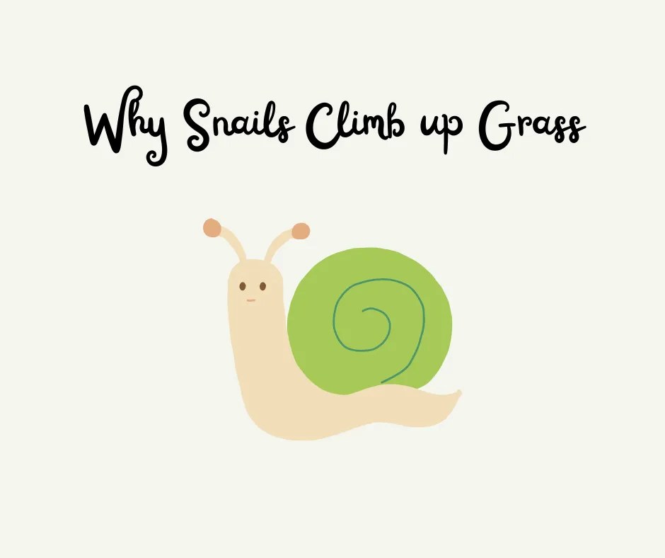 Why Snails Climb up Grass banner