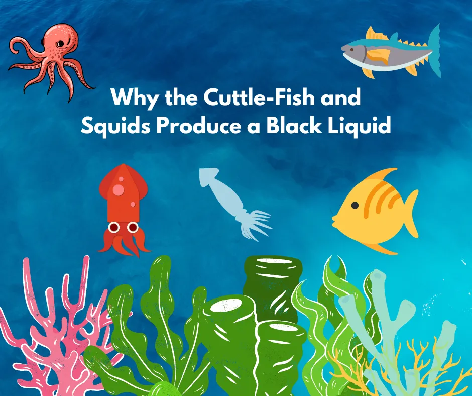 Why the Cuttle-Fish and Squids Produce a Black Liquid banner